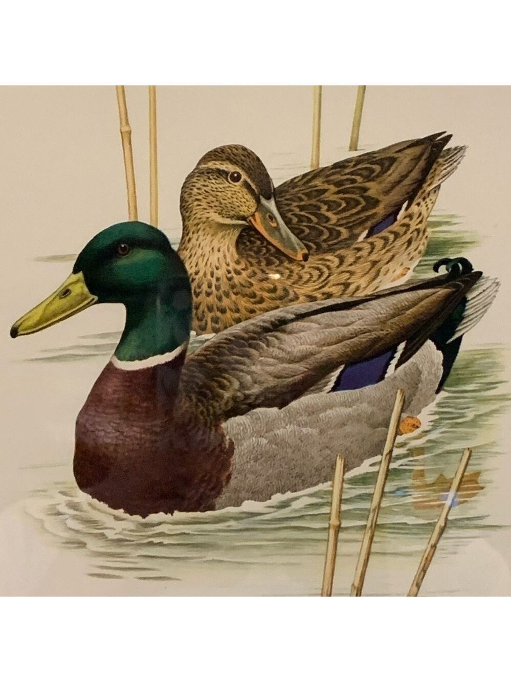 Framed Nature Print by Murr 1956 - Picture 3 of 6
